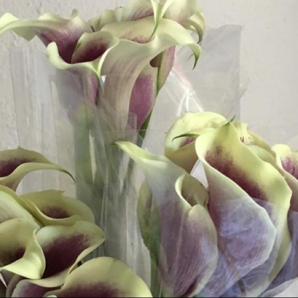 Meet your Posher, Blanca